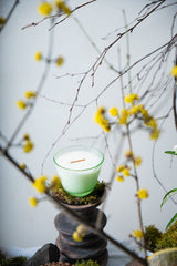 Small Candle Linea Citrus & Wood - KLIMCHI